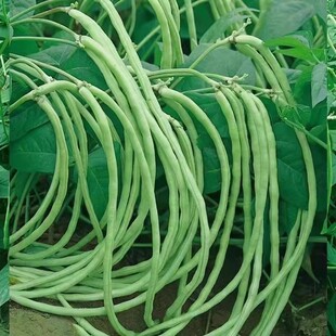 无架长豆角种子苗豇豆四季豆蔬菜种籽菜种大全孑豆种籽种秧豆角苗