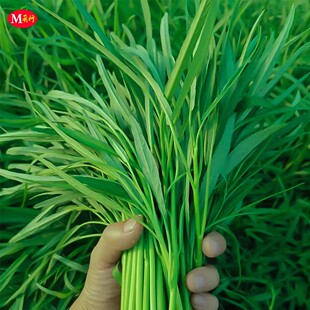 空心菜种籽四季青梗柳叶空心菜籽通菜种籽通心菜蕹菜春季蔬菜种孑