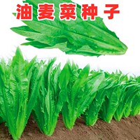 油麦菜种子阳台庭院田园盆栽蔬菜家庭种子莜麦菜四季易种植菜籽