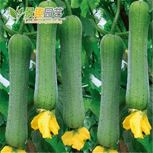 大肉丝瓜种子香老品种蔬菜爬藤蔬果家庭早熟高产阳台庭院易种植