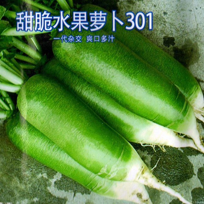 蔬菜种子脆甜水萝卜301 爽口多汁 生吃脆甜 绿皮绿肉 春秋天种植