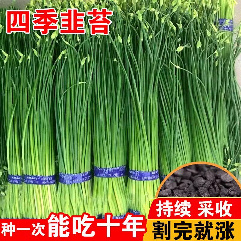 韭苔种子四季苔韭菜种籽富生新育苔韭王韭菜苔大田高产蔬菜种子孑