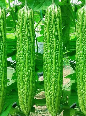 脆嫩长绿苦瓜种子青皮苦瓜特长庭院爬藤翠绿肉厚春季蔬菜种籽绿色