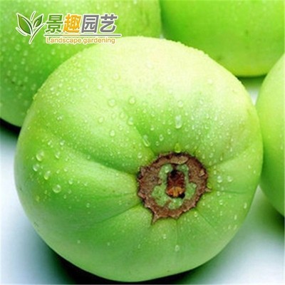 日本甜瓜种子易种超甜丰产