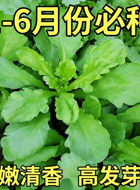 精选大叶茼蒿种子桐花菜籽大全秋冬季蒿菜种籽同蒿阳台四季蔬菜孑