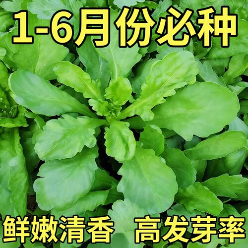 精选大叶茼蒿种子桐花菜籽大全秋冬季蒿菜种籽同蒿阳台四季蔬菜孑