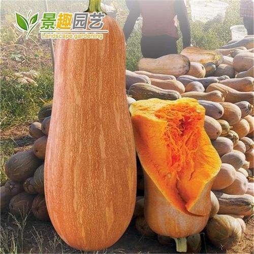 蜜本南瓜超好吃超甜四季易种