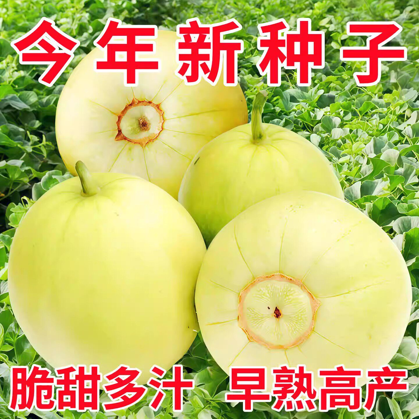 日本甜宝甜瓜种籽特大白皮香瓜种子春季四季水果种孑皮薄超甜脆