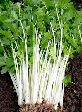 四季白芹菜种籽四川白杆白梗芹菜种孑本地实心小香芹菜籽种蔬菜子