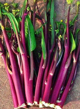 红菜苔蔬菜种子菜心十月红紫菜苔红菜苔家庭种植四季阳台庭院易播