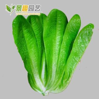 罗马寿司菜营养生菜种子孔雀菜鲜嫩简单蔬菜种籽家庭阳台四季易种