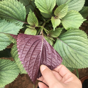 紫苏种子可食用子秧苗双面紫苏种紫苏籽蔬菜籽阳台种菜苏麻野菜籽