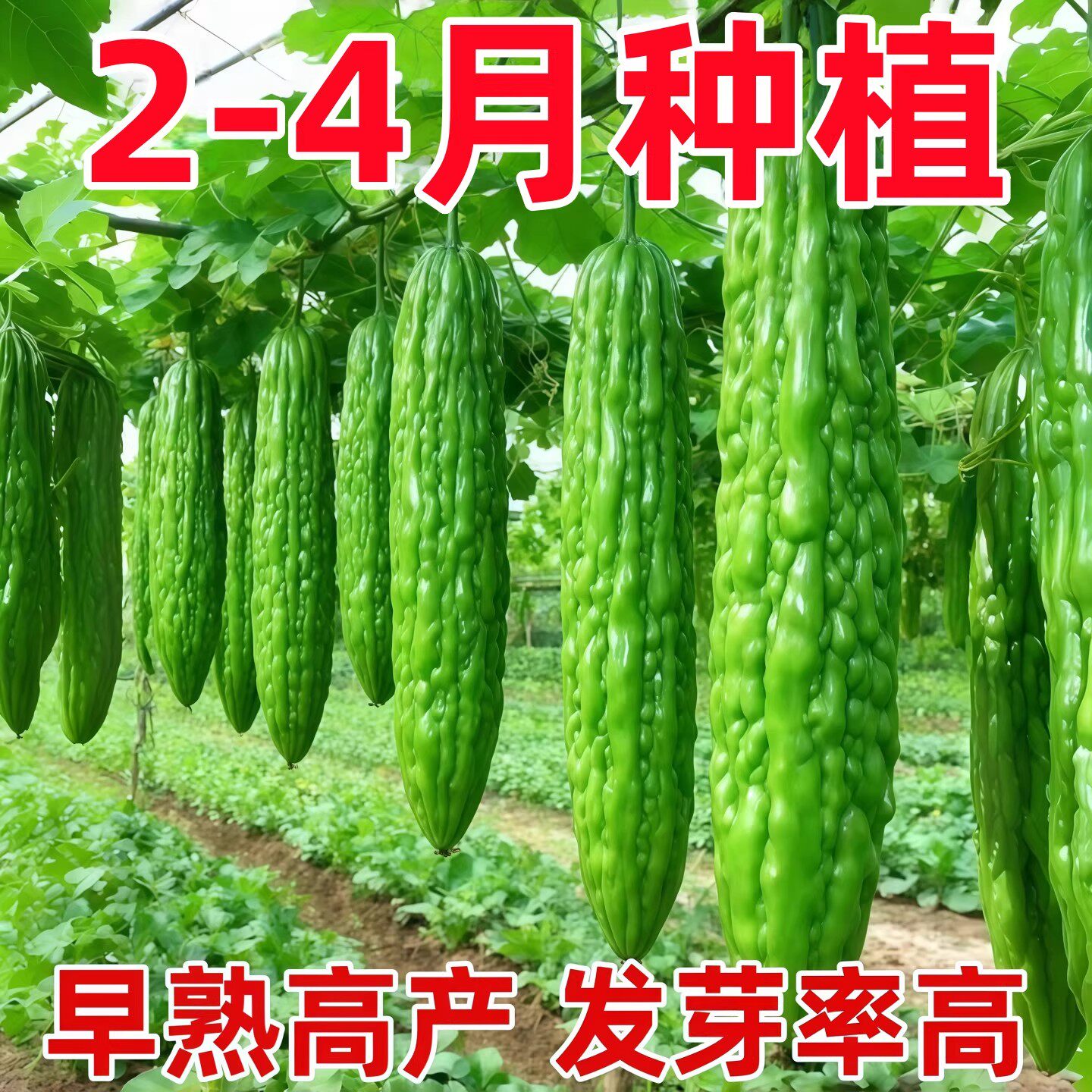 春季苦瓜种子长绿苦瓜油绿苦瓜种籽种易种蔬菜种子家庭阳台盆栽种