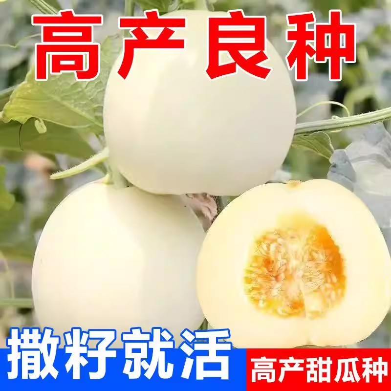 冰糖特大白沙蜜白糖罐甜瓜种籽香瓜种子春夏四季阳台盆栽水果种子图片