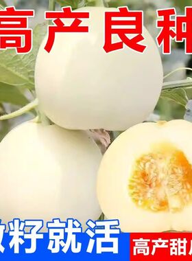 冰糖特大白沙蜜白糖罐甜瓜种籽香瓜种子春夏四季阳台盆栽水果种子