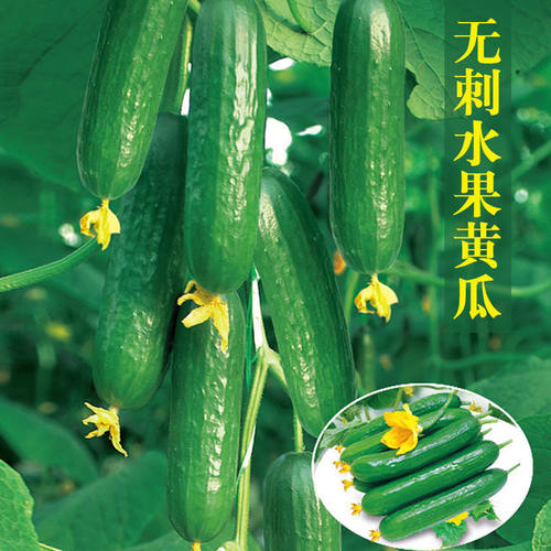 改良水果黄瓜种子四季种甜脆可口