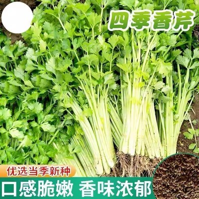 四季小香芹种子西芹黄心芹菜种籽阳台盆栽春秋易种植蔬菜种子大全