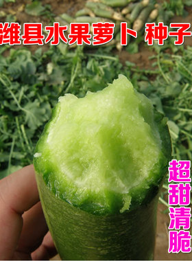 潍县青萝卜种子四季水果甜脆秋季