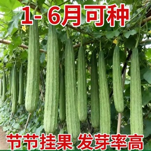 长棱丝瓜种子八角瓜棱角丝瓜种籽耐寒高产春夏季庭院盆栽蔬菜种苗