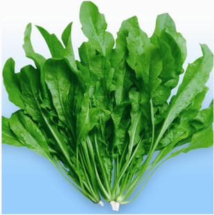 农家易种地菜 野生荠菜种子野菜清香鲜嫩阳台庭院家庭种植蔬菜