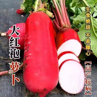 大红袍萝卜种子绿色田园蔬菜种籽春夏秋四季播东北满地红萝卜种孑