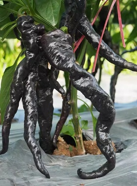 黑紫色螺丝椒尖椒麻椒泡椒辣椒种子种籽四季盆栽蔬菜苗孑秧苗高产