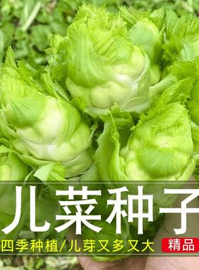 儿菜种子四季播娃娃菜抱子芥菜秋季蔬菜种子早熟易种庭院阳台
