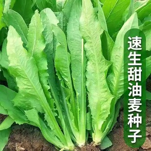 油麦菜种子四季播青菜种籽仔阳台菜籽盆栽籽种蔬菜孑春季菜种大全