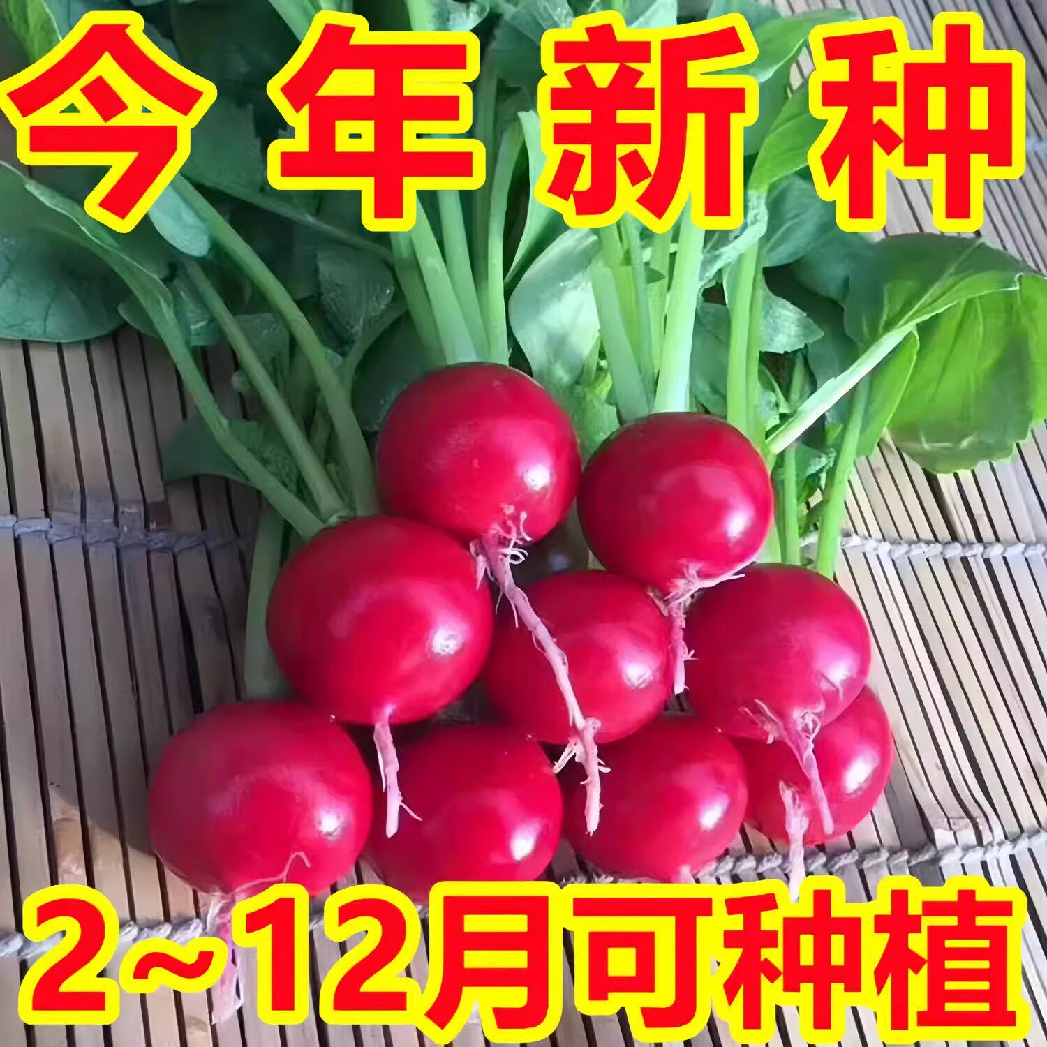 樱桃萝卜种子种籽子菜种菜籽罗卜大全盆栽四季水果萝卜小水孑籽种