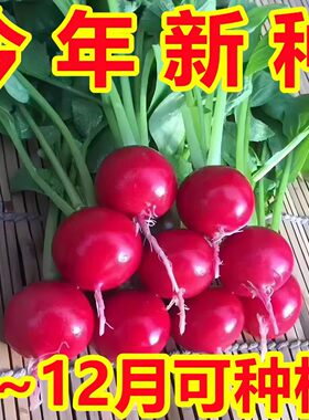 樱桃萝卜种子种籽子菜种菜籽罗卜大全盆栽四季水果萝卜小水孑籽种