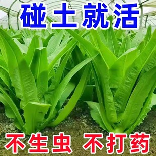 大棵油麦菜种子四季青菜种籽菜籽盆栽籽种菜苗秧苗春秋种孑米香