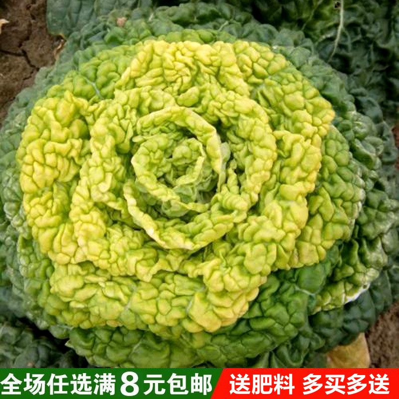 白菜花种子多少钱 白菜花种子优惠券免费领取 有条鱼