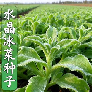 冰菜种子新鲜冰晶菜耐热南方蔬菜四季长寿菜营养高钙冻不死沙拉菜