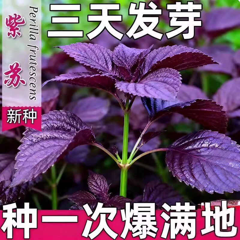 紫苏种子种籽孑种苗盆栽可食用紫苏叶籽种四季种植菜野菜蔬菜苏子