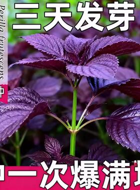 紫苏种子种籽孑种苗盆栽可食用紫苏叶籽种四季种植菜野菜蔬菜苏子