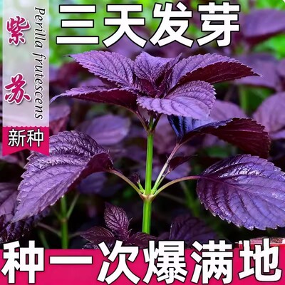 紫苏种子种籽孑种苗盆栽可食用紫苏叶籽种四季种植菜野菜蔬菜苏子