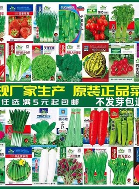 四季播蔬菜种子盆栽阳台庭院种植