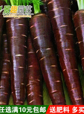 紫色人参紫黑胡萝卜种子老紫人参 春播四季 蔬菜种籽天紫萝卜