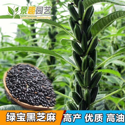 高产高油芝麻种子易种大田