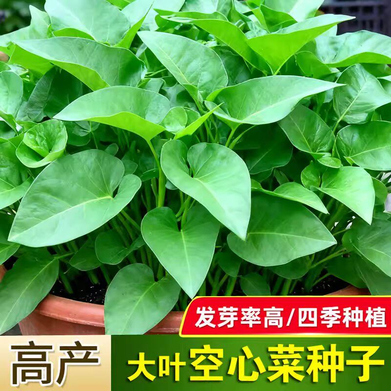 大叶空心菜种子圆叶四季菜苗菜籽蔬菜大叶空心菜种籽种孑农家盆栽