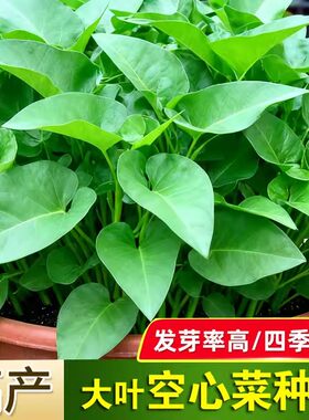 大叶空心菜种子圆叶四季菜苗菜籽蔬菜大叶空心菜种籽种孑农家盆栽