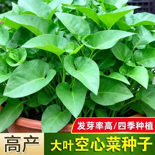 大叶空心菜种子圆叶四季菜苗菜籽蔬菜大叶空心菜种籽种孑农家盆栽