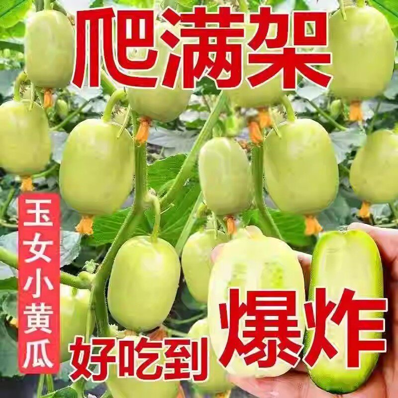 迷你玉女黄瓜种子光滑无刺生吃脆甜水果黄瓜节节有瓜春秋种植蔬菜