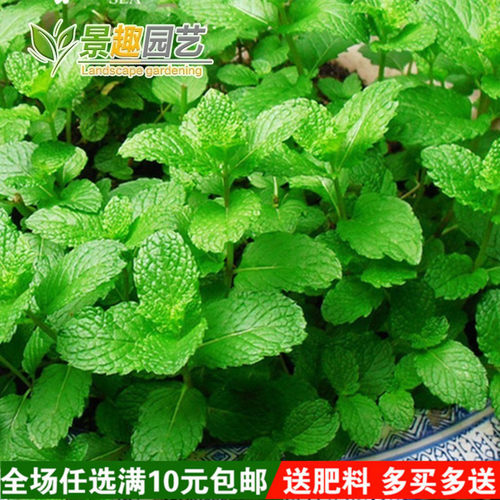 原厂包装薄荷种子食用香味浓易种