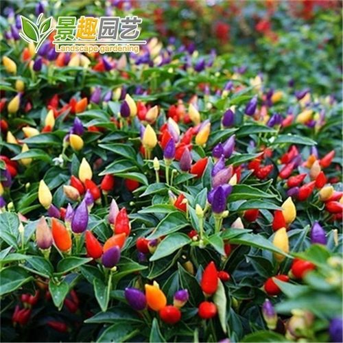 四季播观赏椒阳台盆栽种子食用