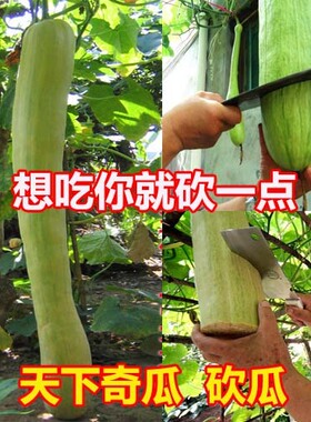 四季砍瓜种子春季夏四季播蔬菜种籽 阳台盆栽爬藤瓜果高产易种