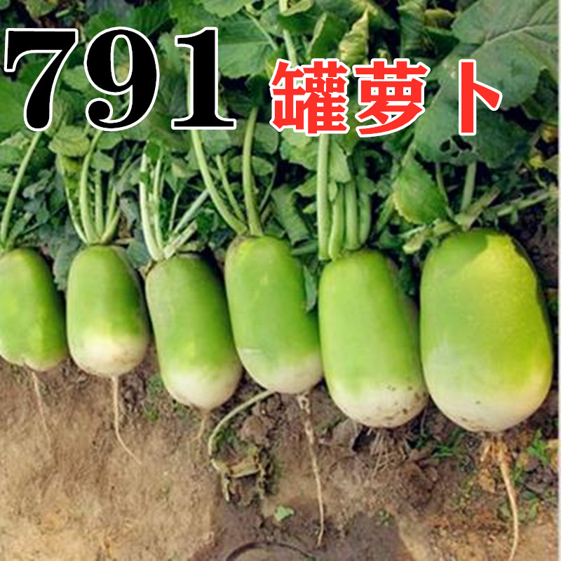 高产罐萝卜种子秋季耐寒秋绿大青萝卜籽791大田水果萝卜蔬菜种孑