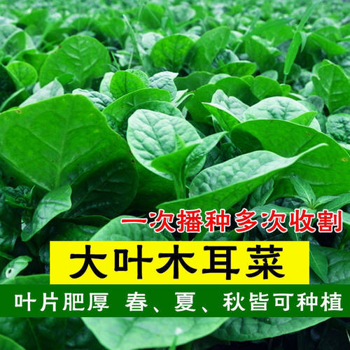 大叶木耳菜大叶肉厚清香嫩滑