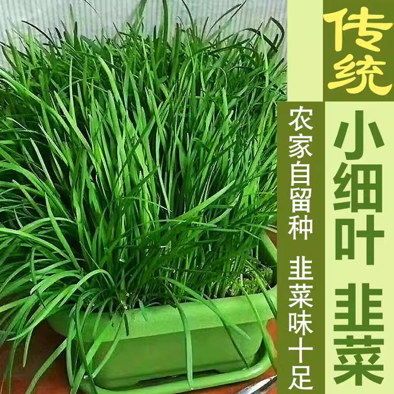 四季韭菜根苗阳台庭院种植苗红紫根食用韭菜苗盆栽种子带土小叶根-封面