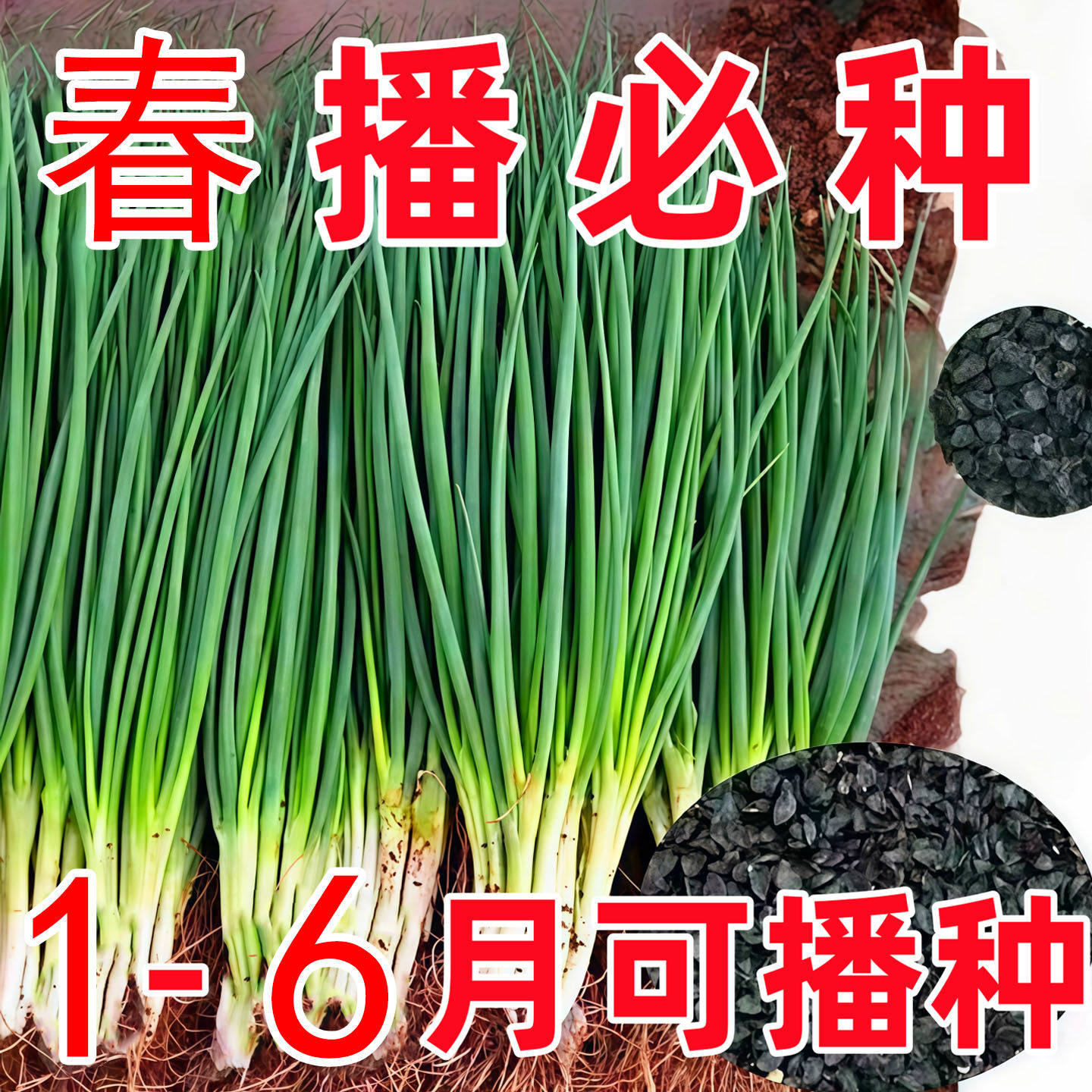 四季小香葱种子春夏秋冬季阳台庭院盆栽小分葱蔬菜种籽大全小葱孑